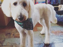 Labradoodle Love!